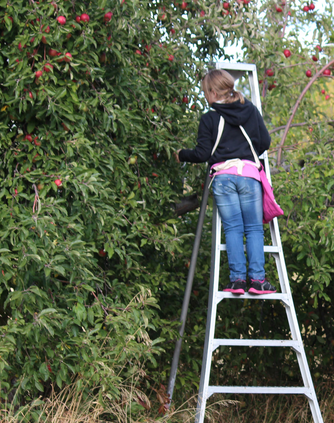 What We Do — Spokane Edible Tree Project